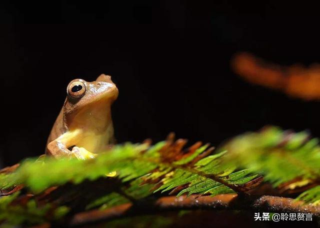 咏蛙诗词精选二十八首 林莺啼到无声处，青草池塘独听蛙