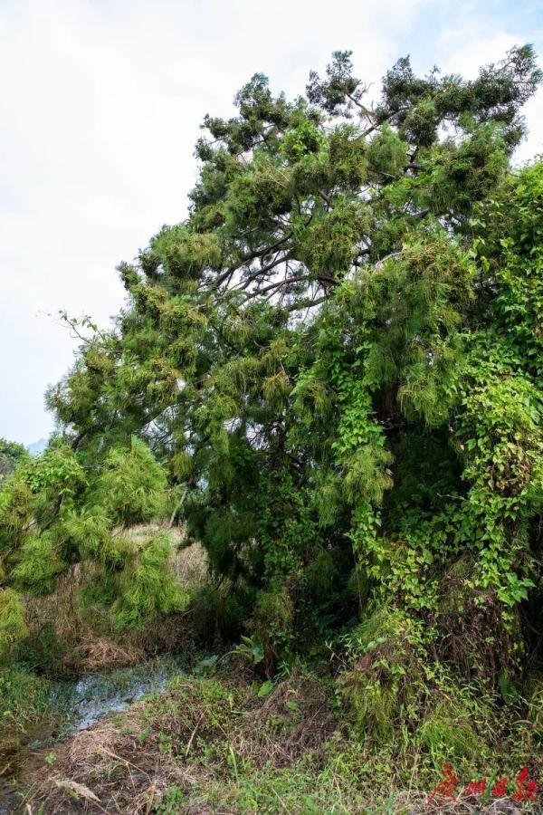 这些“神奇生物”曾一度消失，如今再现珠江流域……