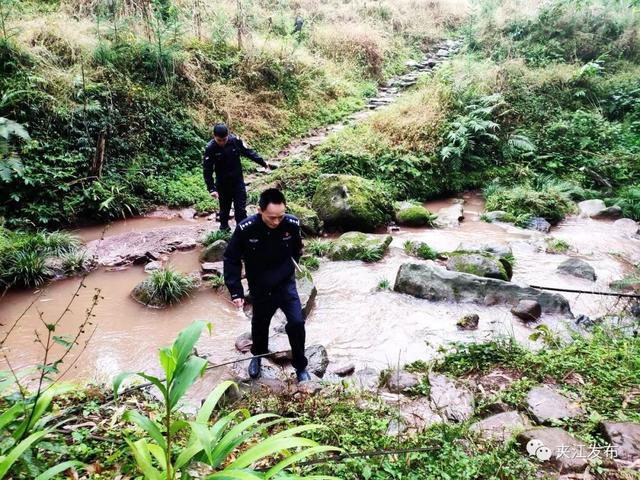 夹江大明村 放养土鸡“走出”小山村