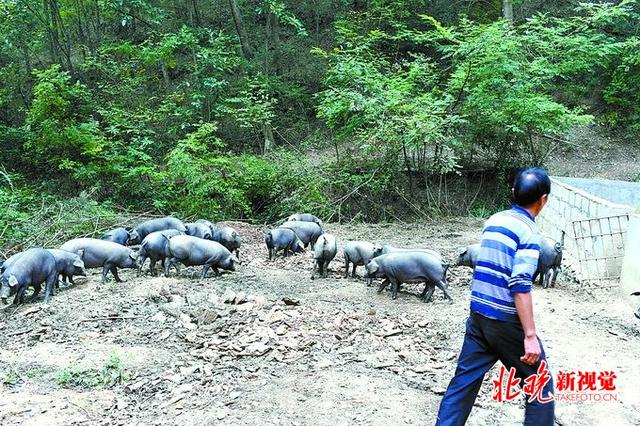 陕西贫困户养“豫西黑猪”即将脱贫 明年想把黑土猪卖到北京