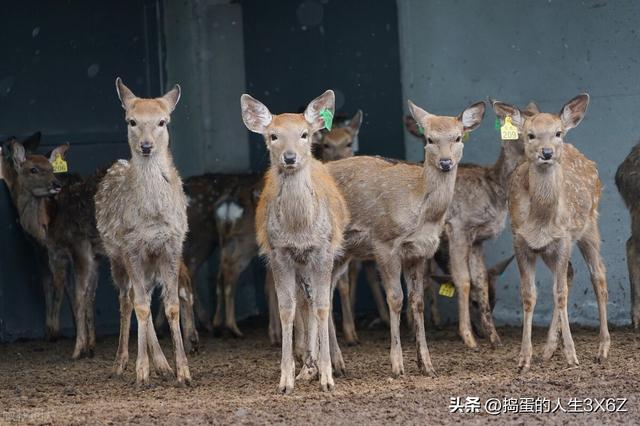 东北梅花鹿安家青海中 助力民众就业增收