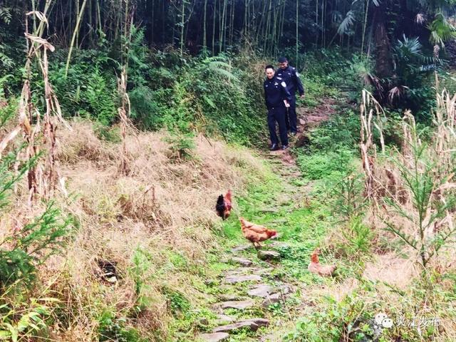 夹江大明村 放养土鸡“走出”小山村