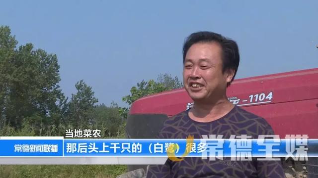 汉寿蔬菜基地吸引大量白鹭，人鸟和谐真美