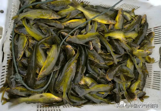 黑鱼暴涨，对虾持续涨，鳜鱼牛蛙暴跌，黄骨鮰鱼稳定草鱼鲫鱼微跌