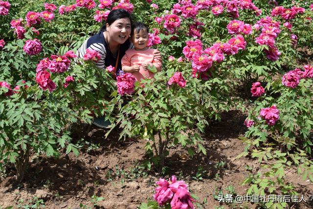 焦点：牡丹和芍药到底最喜欢什么土，怎么才能活得更久