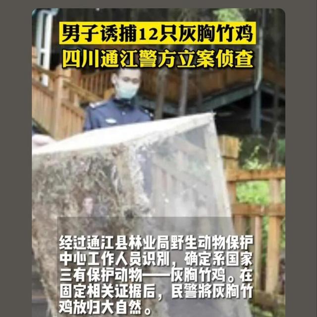 竹鸡是三有保护动物，请勿非法捕捉，竹鸡可以人工饲养吗？