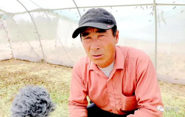 壮大村集体经济，带动村民增收！北辰区蚂蚱特种养殖项目了解一下~