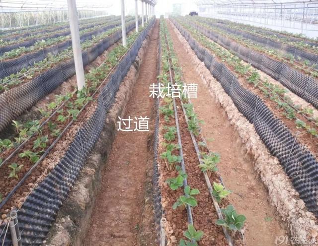 详细介绍一种设施草莓超高垄省力化栽培架式搭建方法