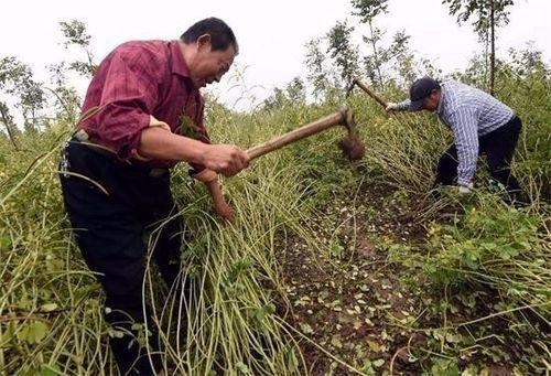 收益快的药材种植，销路广，种植简单，比种庄稼强！