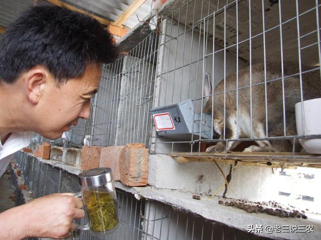 獭兔的利润是养猪的2倍，一个窍门，干净卫生产仔多，5年买房买车