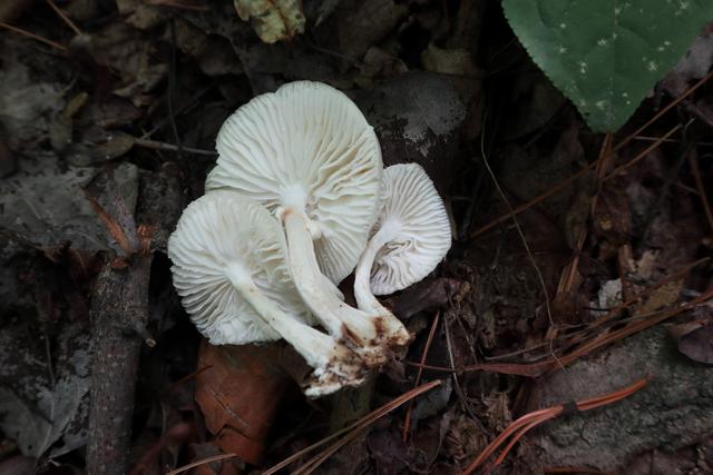 黏小奥德蘑：好看不好吃，抗虫杀菌却是一流