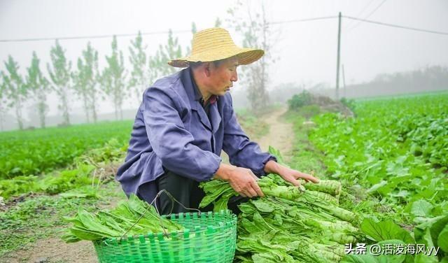 莴笋种植方法：播种到采收，掌握6个技巧，莴笋优质又高产