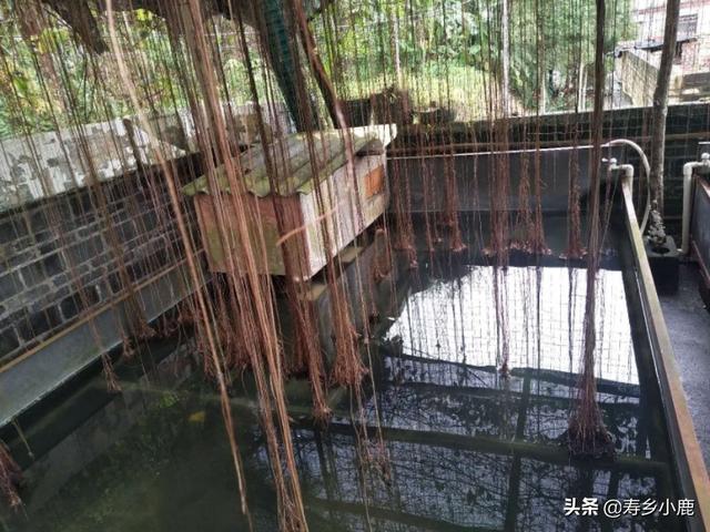 在阳台、楼顶养龟，需要做哪些工作？要注意什么（新手朋友参考）