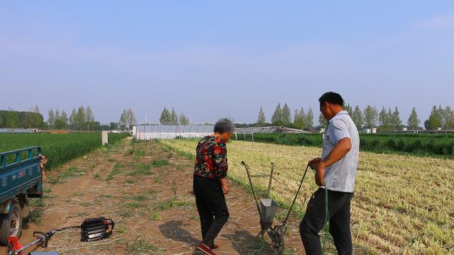 农村小伙建大棚养蚂蚱，只需一次投入就能收4拨，就是养起来娇贵