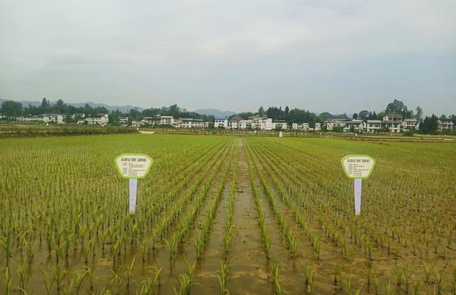 四川达州：10万亩园区里的好“风景”