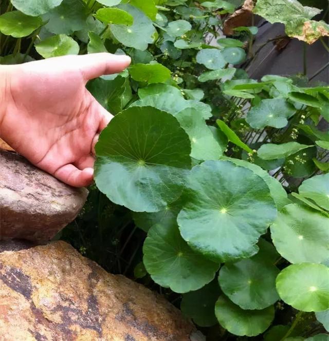 养好铜钱草，3个小诀窍，叶子“鸡蛋大”，绿的直冒油