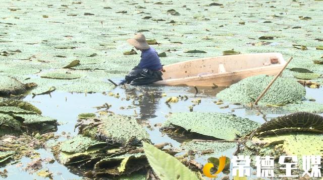 汉寿种植了4000多亩鸡禾梗，村民增收不少