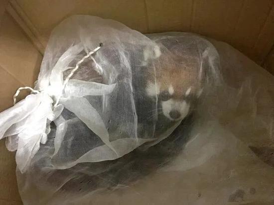 小熊猫频繁挪窝惊吓致死：被罚没野生动物的命运困局