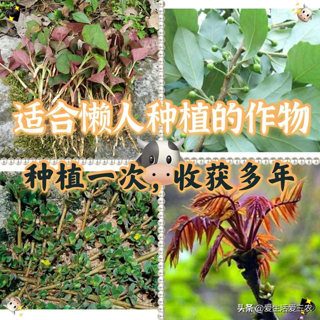 适合“懒人”种植的农作物，种植一次多年收获！