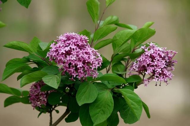 丁香花是常见花卉，花香淡雅、味道清香，居家栽培需要科学方法