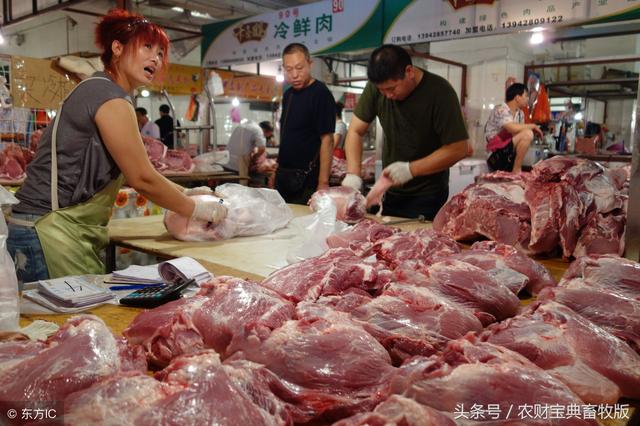 土猪养殖五十块一斤，心动了吗？但养起来真没想象的简单！