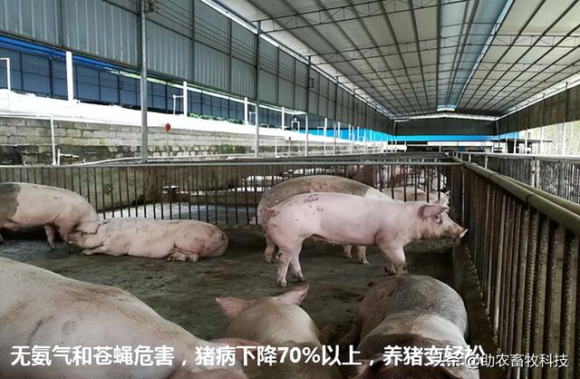 南宁市武鸣区用微生物技术走现代生态养殖路线，实现无污染的养殖