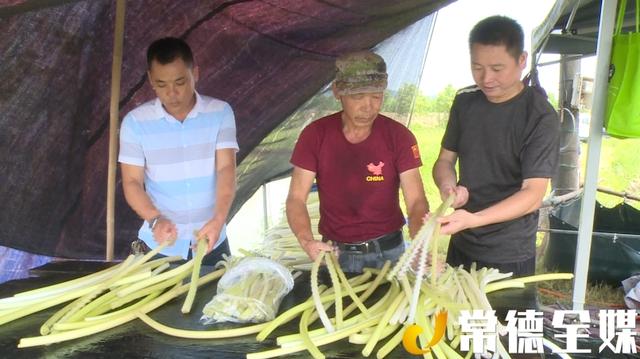 汉寿种植了4000多亩鸡禾梗，村民增收不少