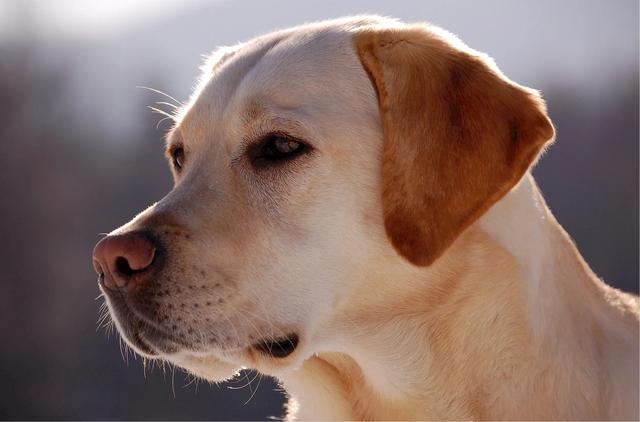 超多人养的狗狗，不一定适合你！盘点热门犬种的优缺点