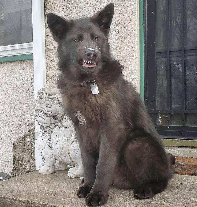 蓝湾牧羊犬，它很贵但没那么离谱