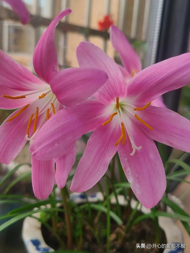 花如其名风雨兰