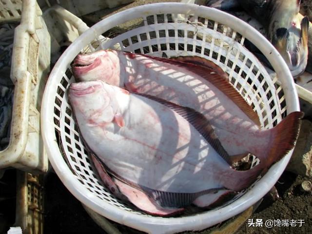 买海鱼：这5种可以多买着吃，刺少肉多营养高，关键难以人工养殖