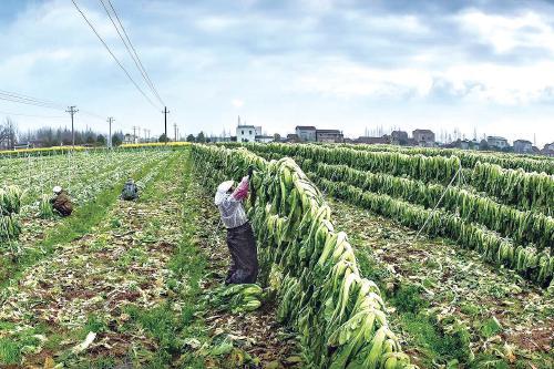 “土坑酸菜”事件一年后——插旗镇探访