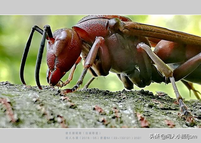 手机昆虫摄影：胡蜂科，这几种胡蜂你见过吗？拍摄技巧和安全要点