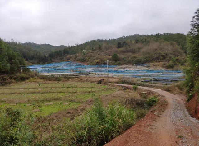 考察了黑斑蛙，石蛙，虎纹蛙的养殖基地，我还是决定养殖黑斑蛙