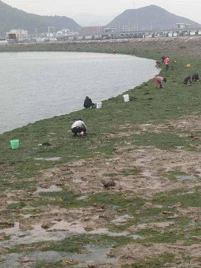 宁波这个钓点太酷了！不光能钓海鱼、淡水鱼还有沙滩、红桥与风车