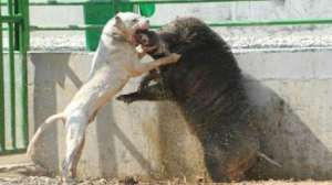 长白山野猪养殖视频(长白山饥饿孤狼，假装狼群嚎叫吓跑野猪，成功捕获落单小猪崽)