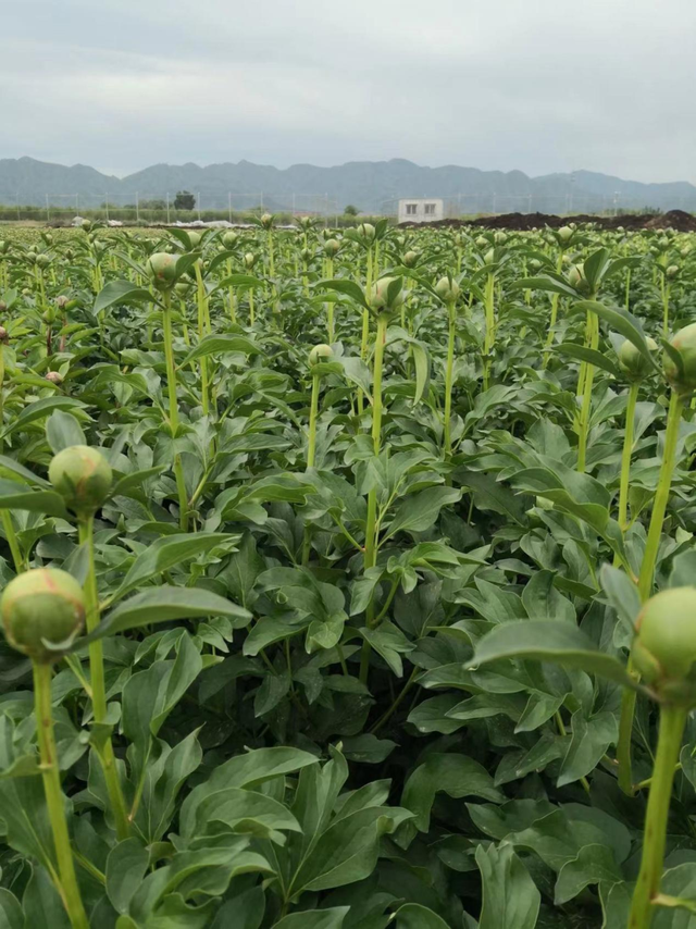 切花芍药每亩卖27万元，这是真的吗？