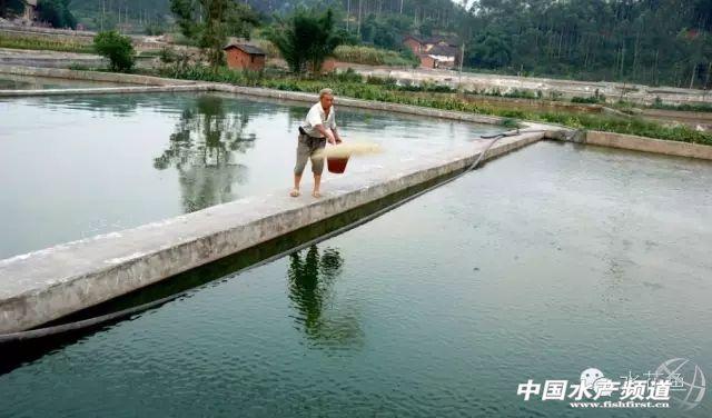 水花育苗系统整个流程及饲养实用方法