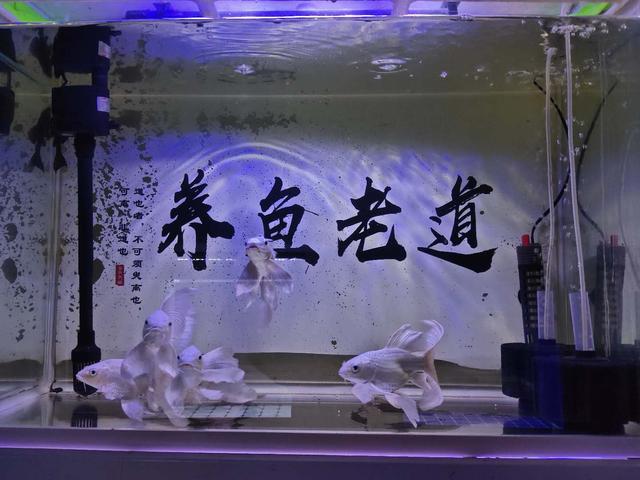 新手养鱼，选择过滤形式和设备的一些问题，没必要太复杂