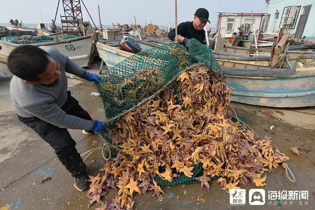 胶州湾海星泛滥原因找到了！除了靠吃，还有啥办法“克”星？