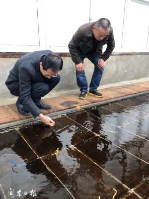 海带苗养殖(海带的幼苗培育，及海区条件)