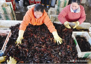 买小龙虾时选青虾好，还是红虾好？听养殖户咋说，看完不必在纠结