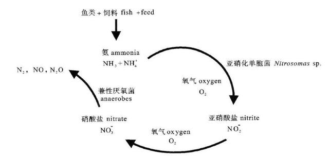 水中养分浓度对鲫鱼生长的神秘影响！