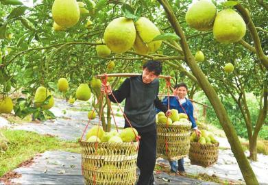 广安大力推进乡村振兴 擦亮农业“金字招牌”