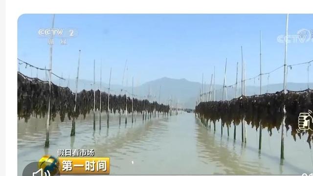 大连吃鲜海带的季节到了，海带故乡是大连，最大产地在福建霞浦