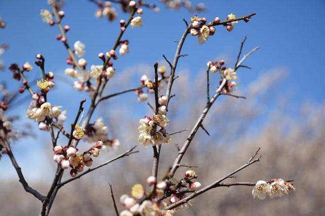 首届中国洱源梅花文化节举行