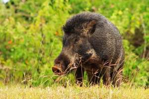 野猪养殖.(养殖户在养殖野猪时，怎样才能做提高野猪养殖经济效益？)