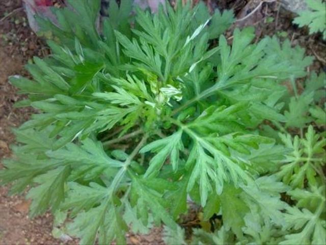 日常养殖花草需要知道的小常识