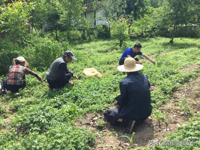 红黄绿紫……拥抱康县丰收的色彩！