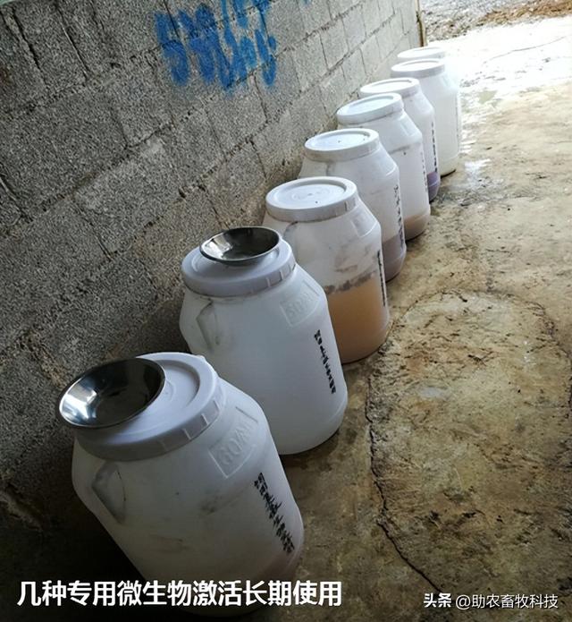 南宁市武鸣区用微生物技术走现代生态养殖路线，实现无污染的养殖